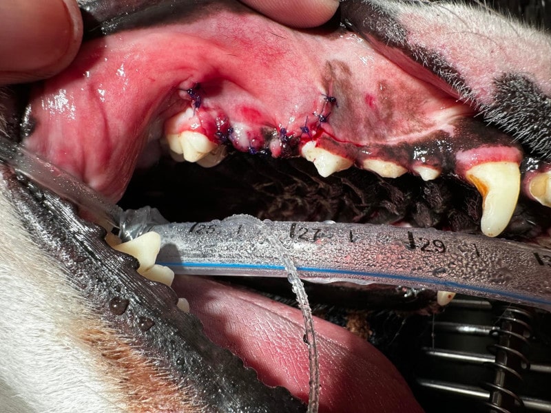 A dogs mouth after cleaning