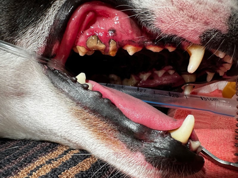 A dogs mouth before cleaning