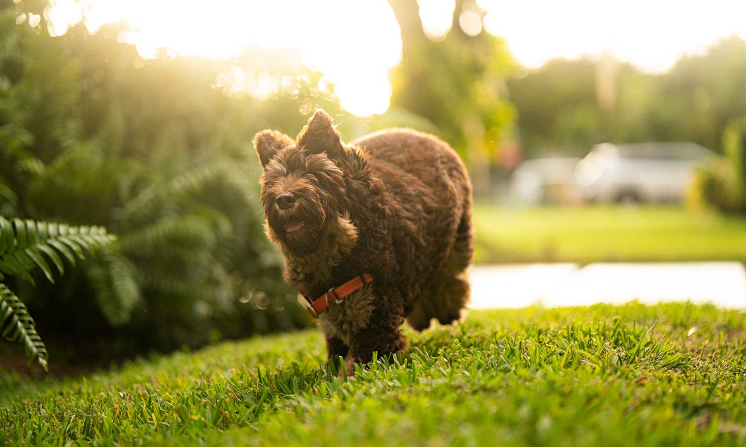 A very shaggy dog running