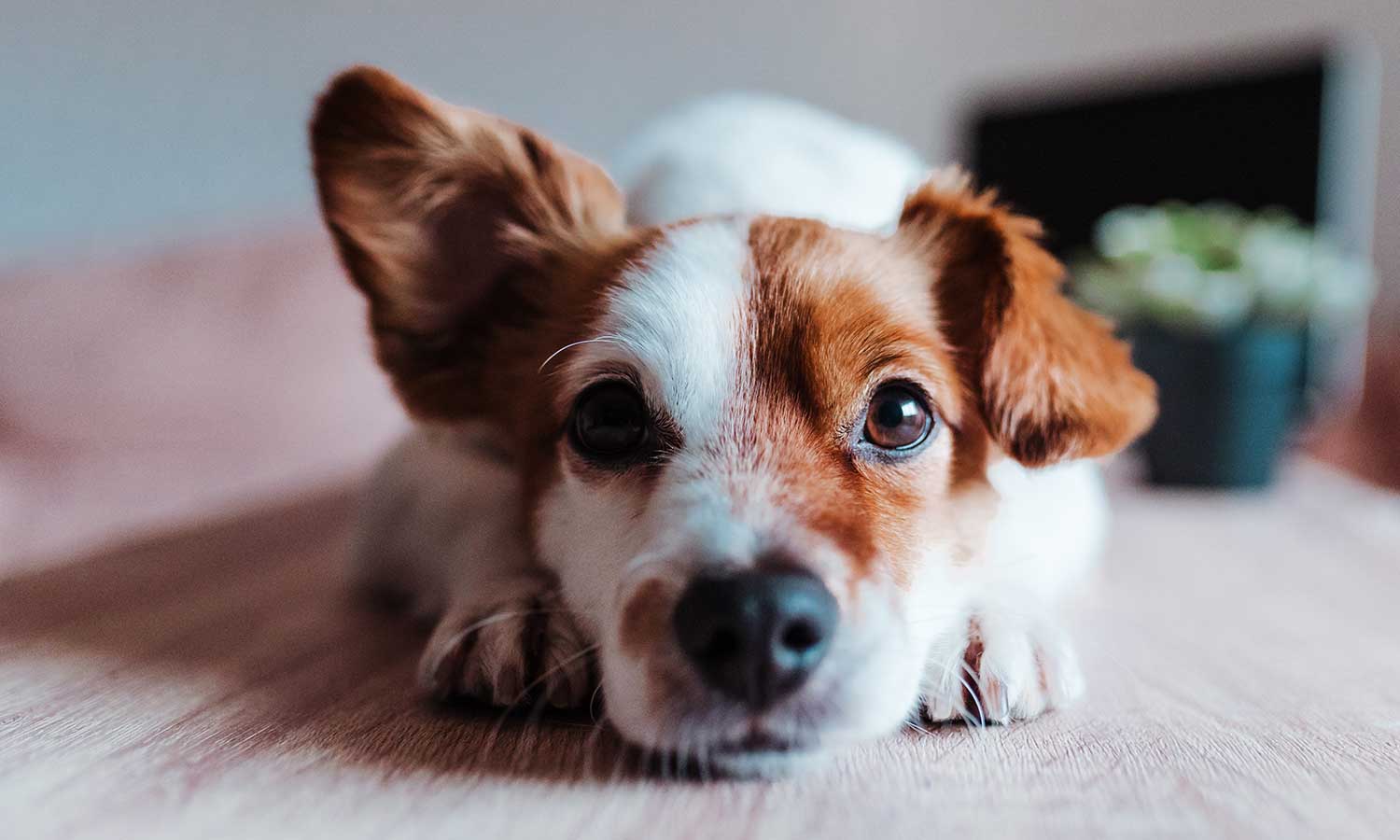 A dog laying down