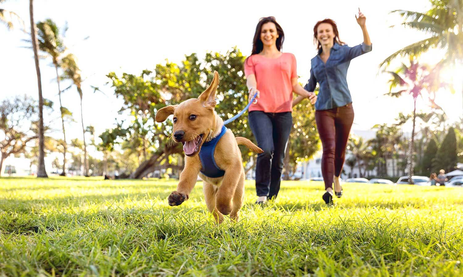 Puppy running excitedly outdoors