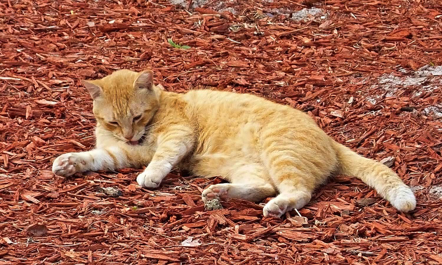 A cat laying in a park