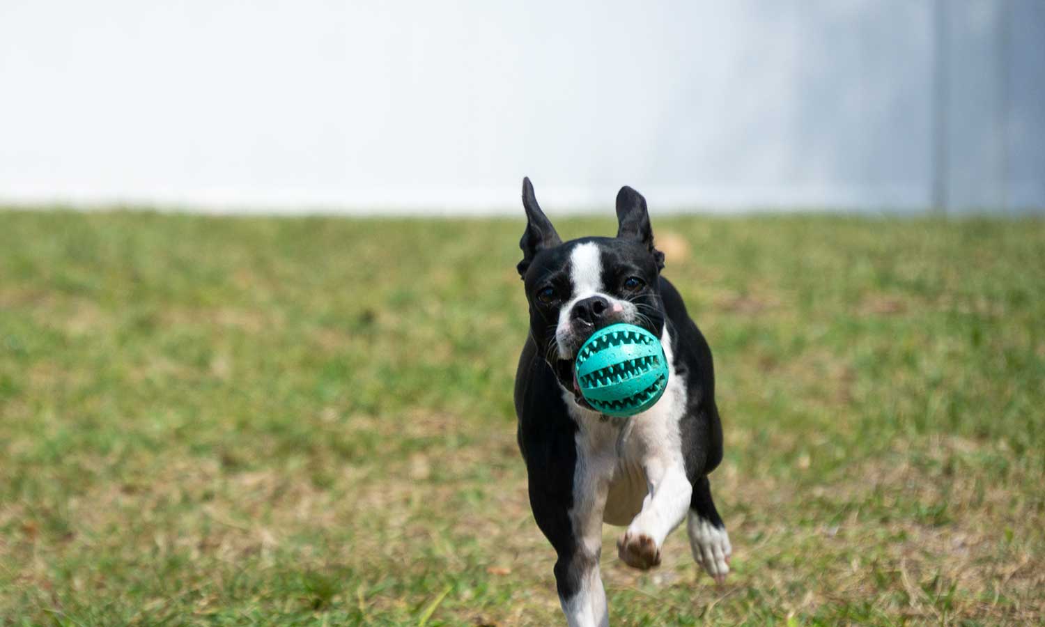 A running dog carrying a ball