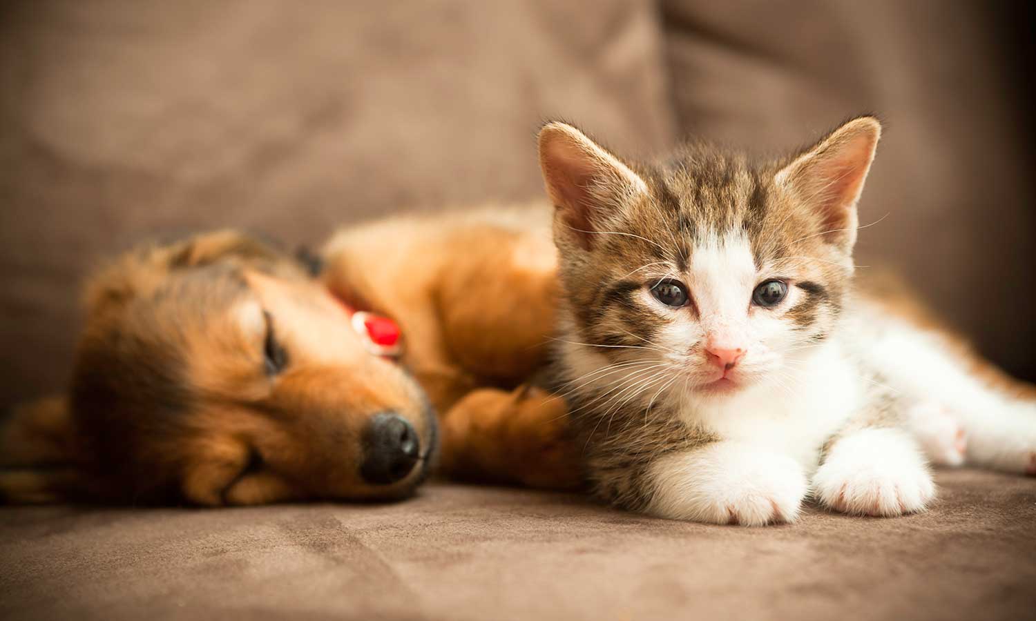 A puppy and a kitten