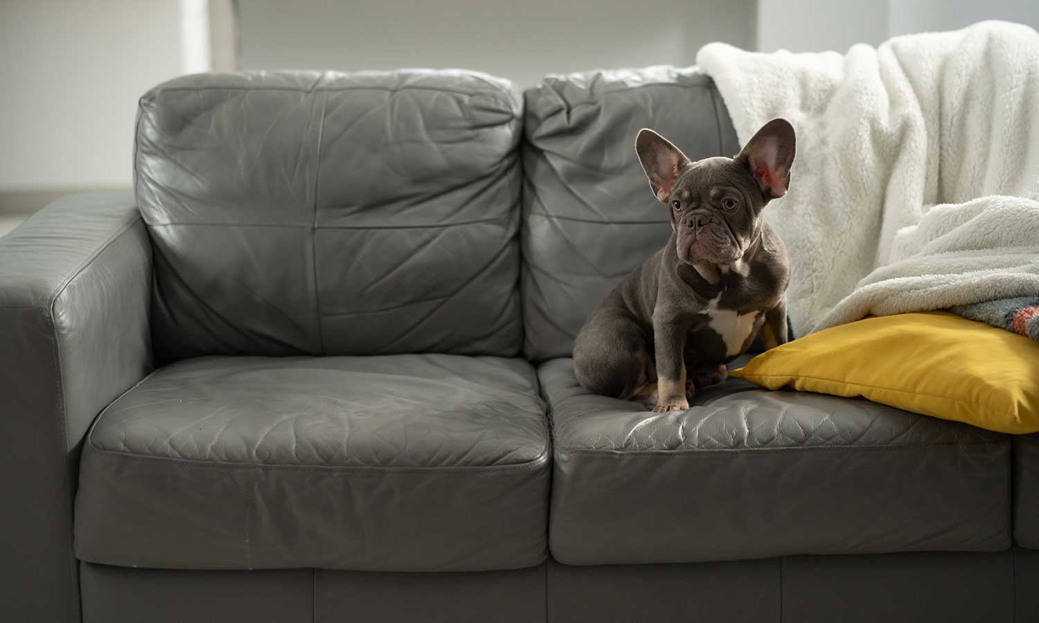 A dog laying on a couch