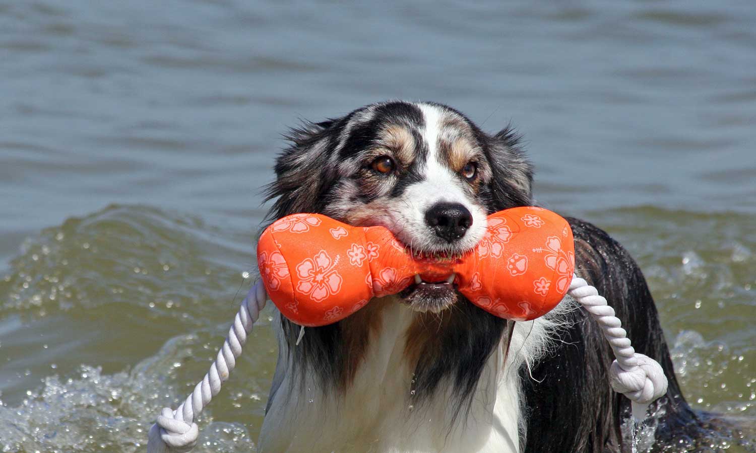 A dog in the water with a tug toy